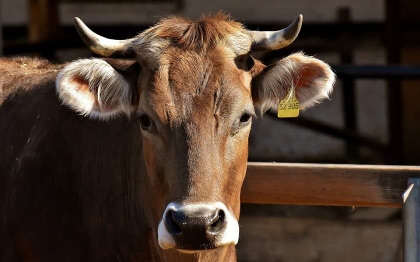 Qual a importância dos anti-inflamatórios para bovinos