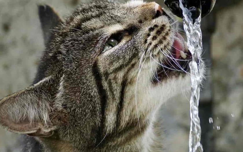 Como incentivar seu gato a beber mais água