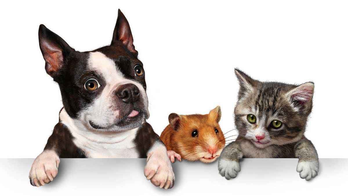 Mercado pet e cuidado com animais: uma combinação lucrativa