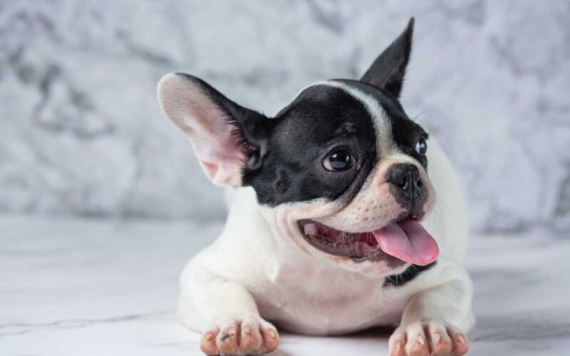 O que considerar ao escolher produtos veterinários para o seu animal?