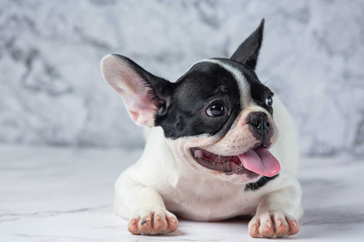 O que considerar ao escolher produtos veterinários para o seu animal?