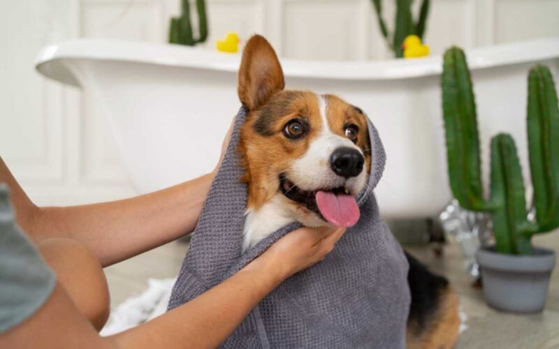 Dicas de cuidados pet para quem será tutor pela primeira vez